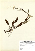 藏品(一枝黃花)的圖片